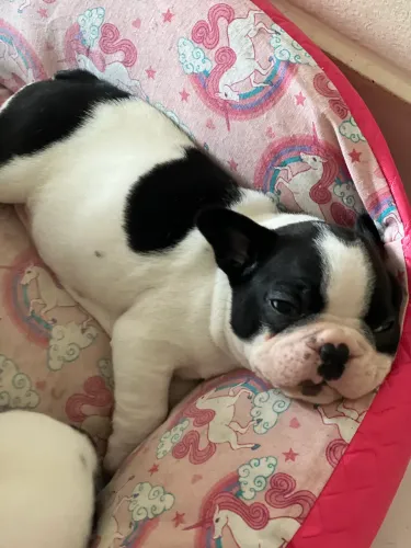 Bulldog Francês 