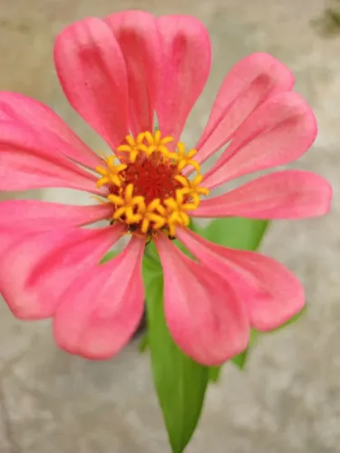 Planta Zinnia na cor salmão.No vaso de garrafa pet.