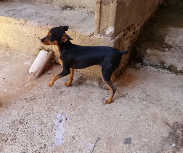 Vende se Pincher fêmea 