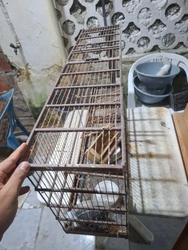Gaiolas para passarinhos