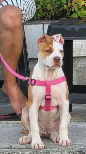 PITBULL