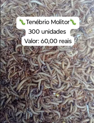 Tenébrio molitor