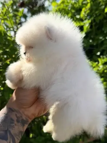 Lulu da Pomerania filhotes