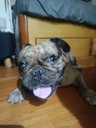 vende cachorro adulto 4 anos