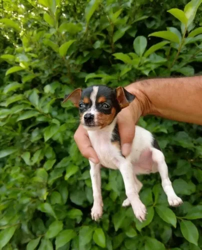 Filhote Pinscher Macho Cheio de Personalidade e Amor