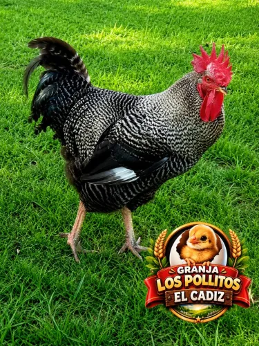 Galo Carijo com Plymouth rock barrada