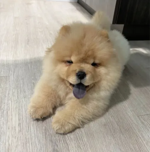 Filhotes De Chow Chow - Encanto Que Conquista Corações 