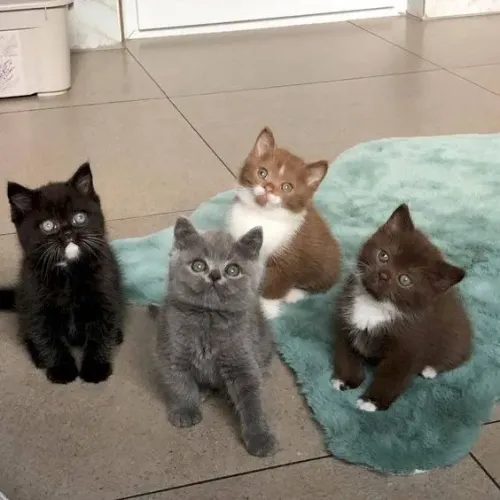 British Shorthair