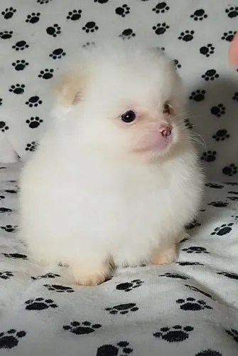  LuLu da Pomerania filhote