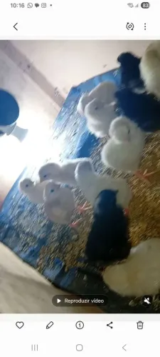 Pintinhos