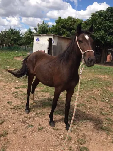 Égua nova