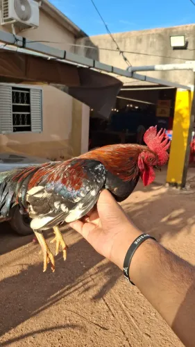Galo garnizé meia perna, galo novo bom reprodutor 