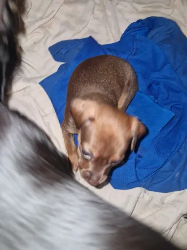 Vendo Pinscher 1 lindo com 1 mês