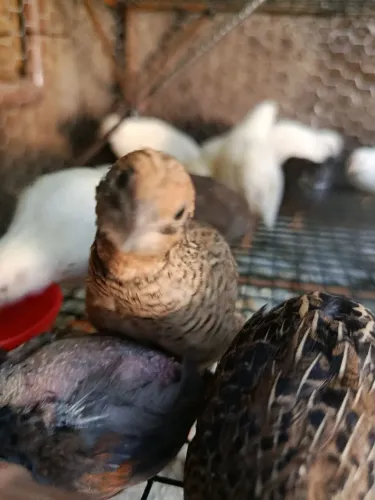 Ovos férteis de codorna chinesa