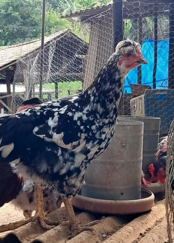 Galinha Sertaneja Balão 