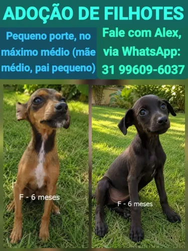 cachorro doação