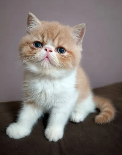 Filhote gato persa exotico macho