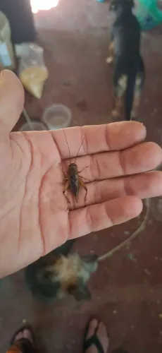 Alimento vivo