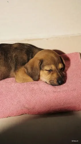 Adote um cachorro ?