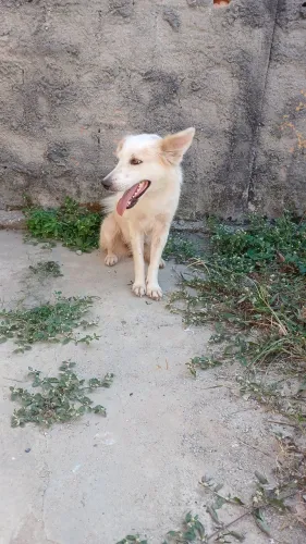 DOAÇÃO DE CACHORRAS URGENTE