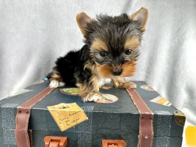 Yorkshire Terrier - O Filhote Que Vai Fazer Parte Dos Seus Melhores Momentos 