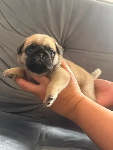 Pug macho e fêmea com vacina importada