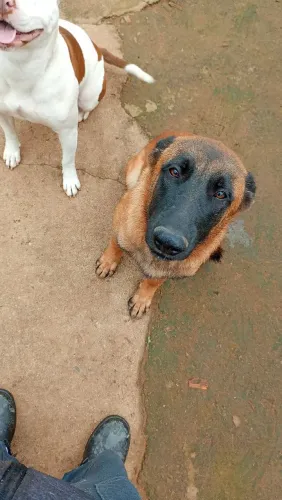 Pastor malinois