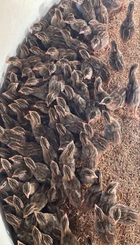Pintinhos de coca
