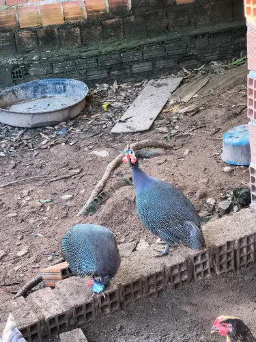 Galinha da Angola