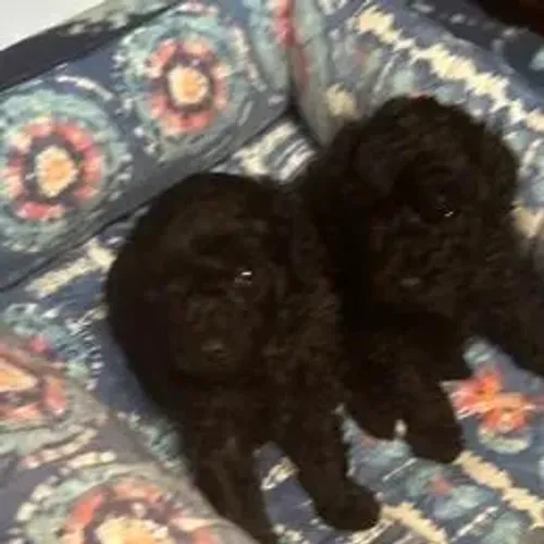 Poodle,Poodle Filhote Top Padrão da Raça
