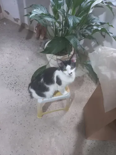 Doação de Gato.