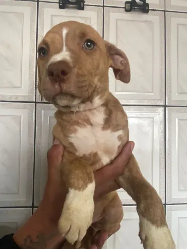 Filhote de Pitbull com coração cheio de amor