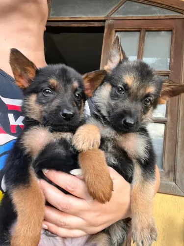 Filhotes excelentes cães para guarda e companhia Pastor alemão 