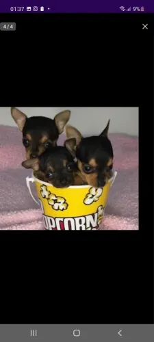 Lindos filhotes de pinscher 00