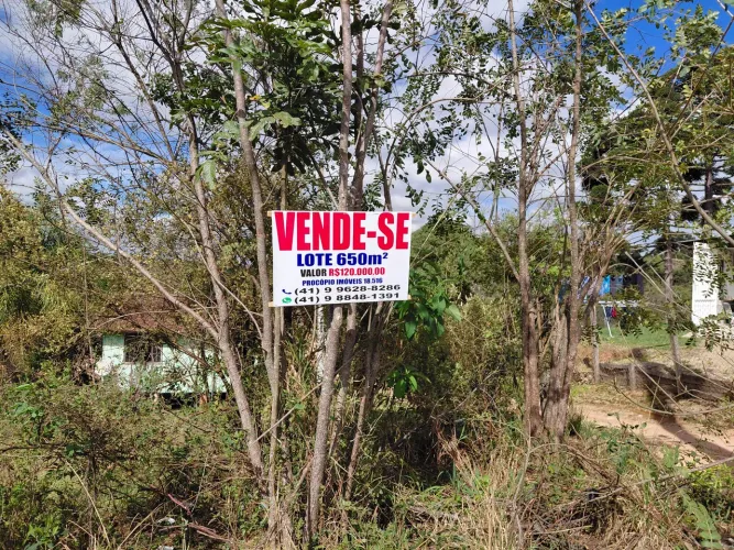 Lote campina.