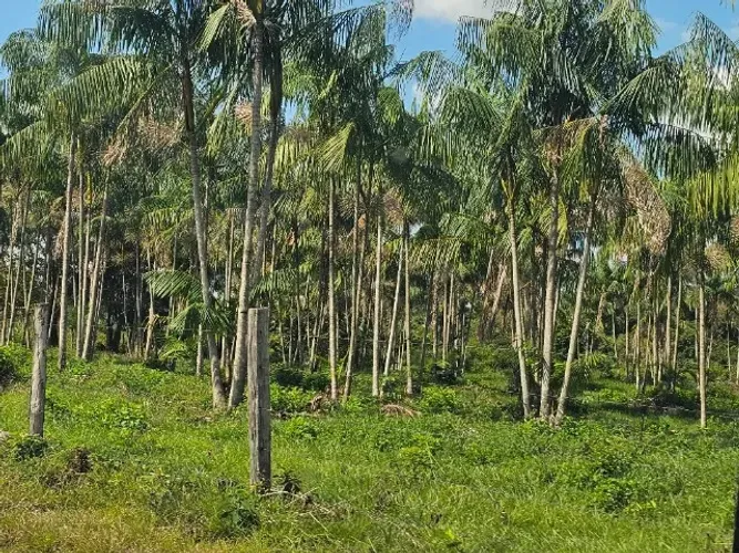 160 hectares de açaí em produçãohá 60 km de Belém do Pará