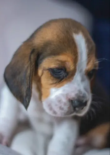 Beagle Todas as raças com ganratia total de saude e veterinario gratuito.