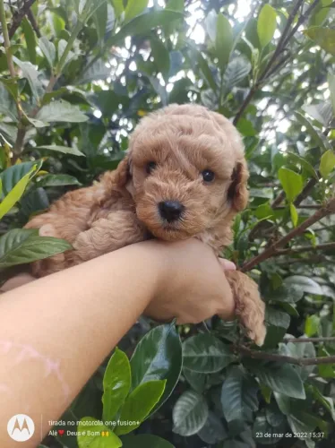 Poodle toy -Filhotes com assistêsncia Veterinária gratuita