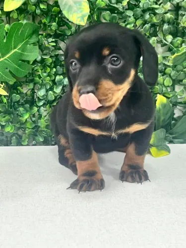 Filhote preto com caramelo Dachshund disponível 