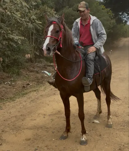 Mangalarga Paulista, 7 anos