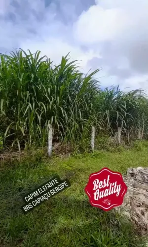 Capim Elefante BRS Capiaçu a VENDA