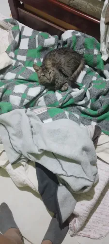 Doação de gata fêmea castrada com 4 anos 