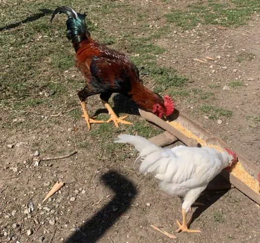Vendo frango caipira para corte 