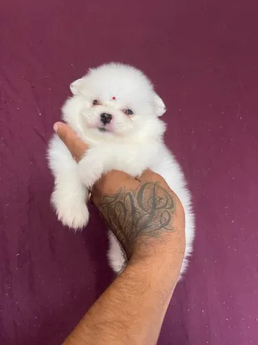 Lulu da pomerania fêmea branca 