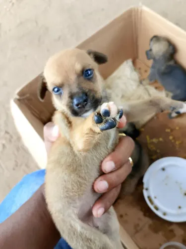 FILHOTE RUSSO TERRIER PEDIGREE..VALOR $ 500 REAIS