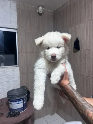 Husky siberiano 