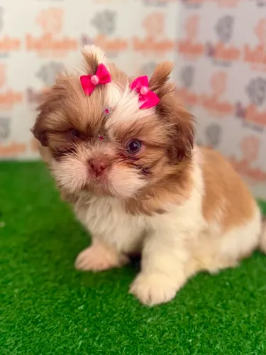Shih-tzu Fêmea 
