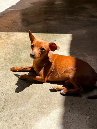 Cachorro Pinscher