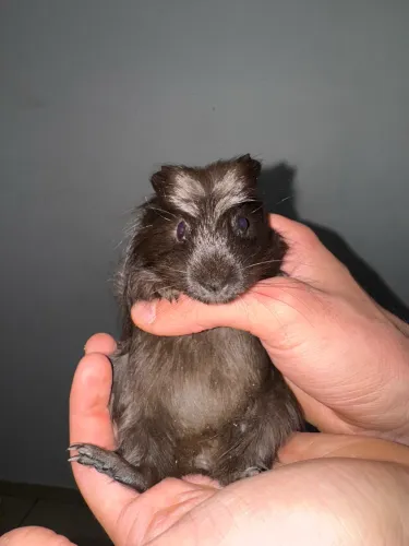 Porquinho da índia para doação 