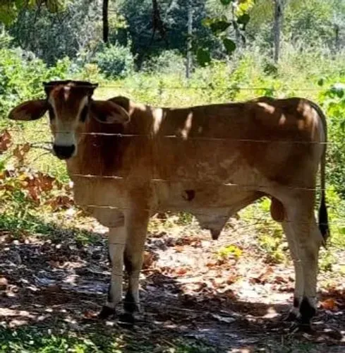 Garrotes á venda